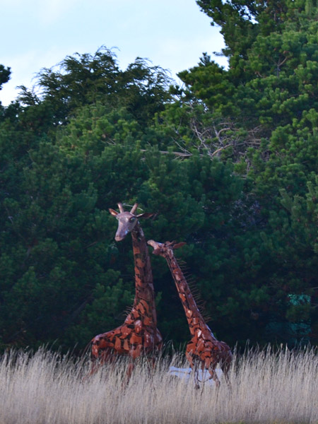Giraffe yard art – Sequim Daily Photo