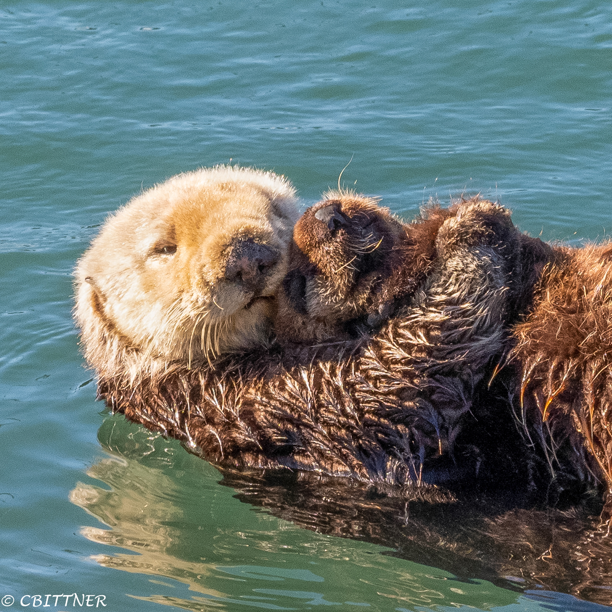 Sea Otters – Sequim Daily Photo