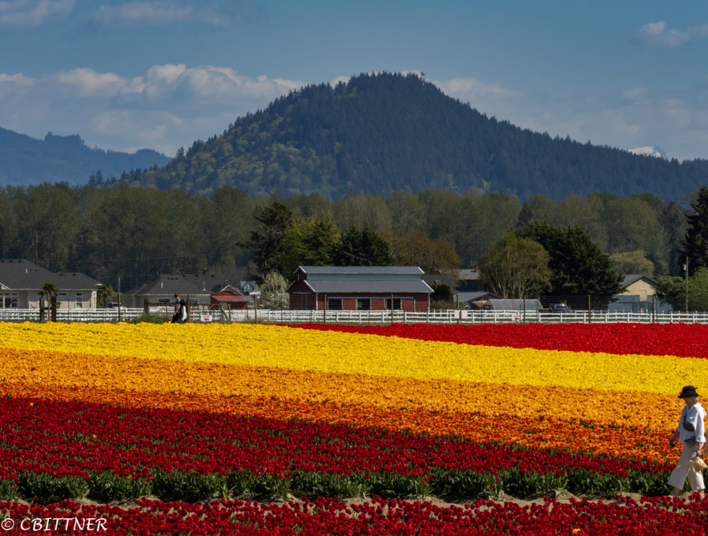 Skagit Valley Tulip Festival Sequim Daily Photo