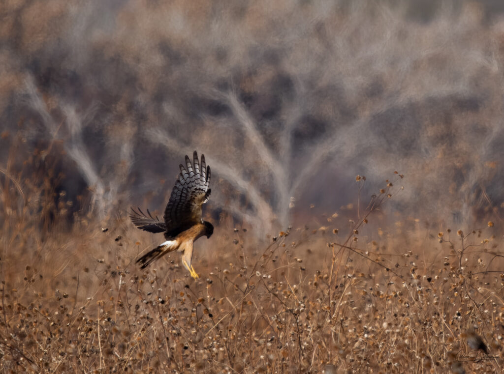 WIldlife Wednesday Hawk hunting Sequim Daily Photo